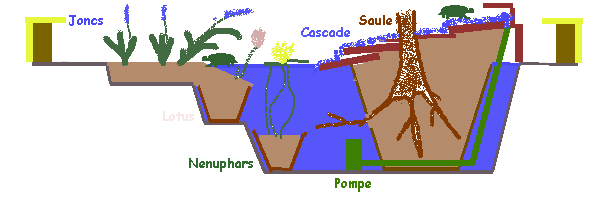 Construction d'un bassin enterr pour tortues